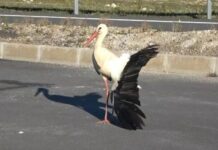 Göç yolculuğunda kanadı kırılan leylek ölmek üzereyken kurtarıldı; Ancak göç’ünden oldu!