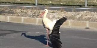 Göç yolculuğunda kanadı kırılan leylek ölmek üzereyken kurtarıldı; Ancak göç’ünden oldu!
