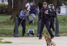 ABD Senatosuna giren kuduz tilki 9 kişiyi ısırdı!