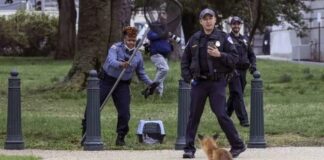 ABD Senatosuna giren kuduz tilki 9 kişiyi ısırdı!