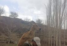 Nurhak Dağı’nın Sarp ve kayalık arazisinde gördüğü hasta yaban keçisini 3 kilometre sırtında taşıdı