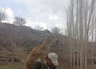 Nurhak Dağı’nın Sarp ve kayalık arazisinde gördüğü hasta yaban keçisini 3 kilometre sırtında taşıdı