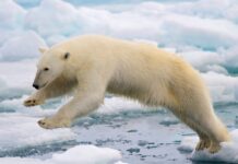 Antarktika’da buzlar trajik bir hızla eriyor!