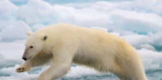 Antarktika’da buzlar trajik bir hızla eriyor!