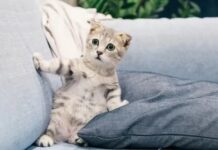 Kediler, sahiplerinin ve kedi arkadaşlarının isimlerini biliyor!