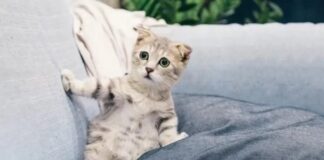 Kediler, sahiplerinin ve kedi arkadaşlarının isimlerini biliyor!