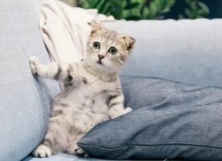 Kediler, sahiplerinin ve kedi arkadaşlarının isimlerini biliyor!