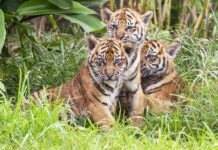 Topu topu 400 tane kalan Sumatra kaplanlarından 3’ü yakalandıkları tuzakta ölü bulundu.