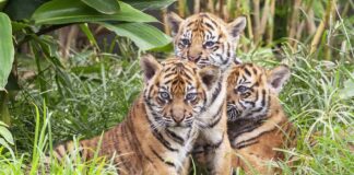 Topu topu 400 tane kalan Sumatra kaplanlarından 3’ü yakalandıkları tuzakta ölü bulundu.