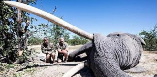 Bir Fil Ölünce Bir İnsan Lanetlenir; Parayı Saydı; sadece 40 Tane Kalan Büyük Dişli Fillerden Birini Öldürdü!