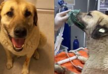 Kötü emellerine bu defa ulaştılar; Dört gün arayla zehirlenen ‘Dayı’ öldü