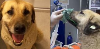 Kötü emellerine bu defa ulaştılar; Dört gün arayla zehirlenen ‘Dayı’ öldü