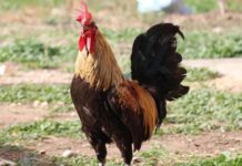 Öterken bayılan fenomen horoz ‘Bahtiyar’ solunum yetmezliğinden hayatını kaybetti!