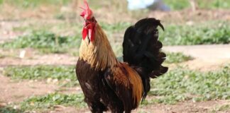 Bir ülkede, vakitsiz öten horozun başı kesilmemesi için yasa çıkardılar!