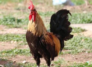 Öterken bayılan fenomen horoz ‘Bahtiyar’ solunum yetmezliğinden hayatını kaybetti!