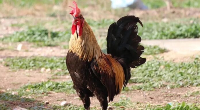 Öterken bayılan fenomen horoz ‘Bahtiyar’ solunum yetmezliğinden hayatını kaybetti!