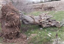 Kazanınca böyle oluyor! Sökülen zeytinlikler geri dikilecek…