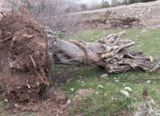 Kazanınca böyle oluyor! Sökülen zeytinlikler geri dikilecek…