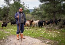 İzmir’de 4 bin 658 çoban bulunuyor; Kentin sahip olduğu mera hayvanı sayısı ise, yarım milyonun üstünde.