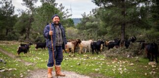 İzmir’de 4 bin 658 çoban bulunuyor; Kentin sahip olduğu mera hayvanı sayısı ise, yarım milyonun üstünde.