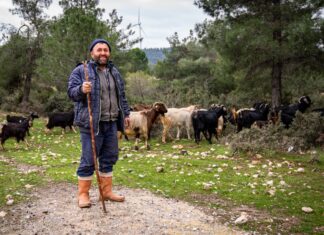 İzmir’de 4 bin 658 çoban bulunuyor; Kentin sahip olduğu mera hayvanı sayısı ise, yarım milyonun üstünde.