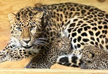 Nurtopu gibi iki evladı oldu: Nesli tükenme tehlikesi bulunan Amur Leoparı doğurdu.