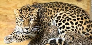 Nurtopu gibi iki evladı oldu: Nesli tükenme tehlikesi bulunan Amur Leoparı doğurdu.