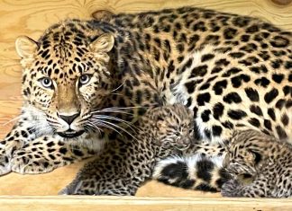 Nurtopu gibi iki evladı oldu: Nesli tükenme tehlikesi bulunan Amur Leoparı doğurdu.