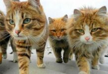 Fransız araştırmacı Geigl: “Kedi severler, 10.000 yıl önce evcilleştirdikleri için antik Anadolu çiftçilerine teşekkür etmelidir.”