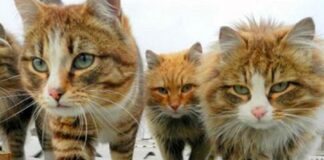 Fransız araştırmacı Geigl: “Kedi severler, 10.000 yıl önce evcilleştirdikleri için antik Anadolu çiftçilerine teşekkür etmelidir.”