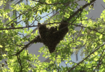 Anneler Günü’nde, Ana Arı caddede oğul verdi; Kadıköy, ‘oğul’ olup taştı!