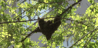 Anneler Günü’nde, Ana Arı caddede oğul verdi; Kadıköy, ‘oğul’ olup taştı!