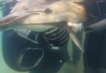 İstanbul Şile’de kıyıya vuran yunus kurtarıldı.