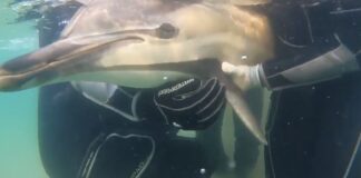 İstanbul Şile’de kıyıya vuran yunus kurtarıldı.