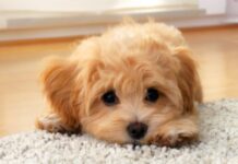 KÖPEĞİM NE KADAR YAŞAYACAK? CİNSLERİNE GÖRE KÖPEK ÖMÜRLERİ…