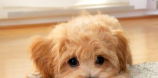 KÖPEĞİM NE KADAR YAŞAYACAK? CİNSLERİNE GÖRE KÖPEK ÖMÜRLERİ…