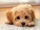 KÖPEĞİM NE KADAR YAŞAYACAK? CİNSLERİNE GÖRE KÖPEK ÖMÜRLERİ…