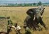 Zimbabve’de son beş ayda filler 60 kişiyi öldürdü!