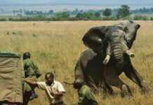 Zimbabve’de son beş ayda filler 60 kişiyi öldürdü!
