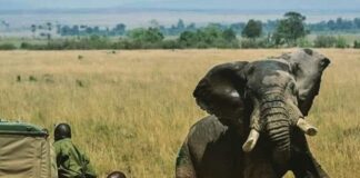 Zimbabve’de son beş ayda filler 60 kişiyi öldürdü!