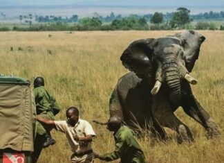 Zimbabve’de son beş ayda filler 60 kişiyi öldürdü!