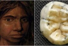 Bir kız çocuğuna ait 130.000 Yıllık Diş, Güneydoğu Asya’daki Soyu Tükenmiş Denisovalıların İlk Kanıtı Olabilir