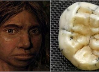 Bir kız çocuğuna ait 130.000 Yıllık Diş, Güneydoğu Asya’daki Soyu Tükenmiş Denisovalıların İlk Kanıtı Olabilir