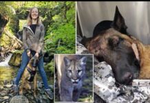 Köpek Eva, sahibini, saldıran Puma’dan ‘kahramanca’ bir mücadeleyle kurtardı!