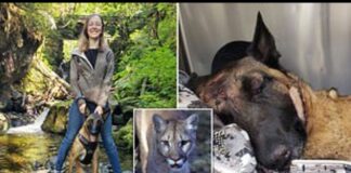 Köpek Eva, sahibini, saldıran Puma’dan ‘kahramanca’ bir mücadeleyle kurtardı!