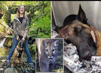 Köpek Eva, sahibini, saldıran Puma’dan ‘kahramanca’ bir mücadeleyle kurtardı!