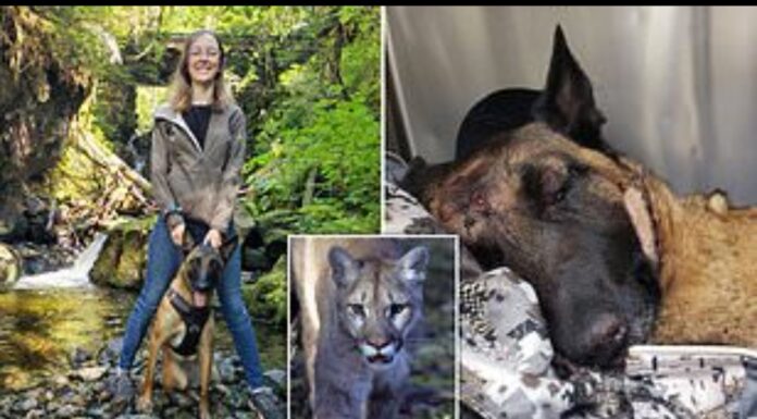 Köpek Eva, sahibini, saldıran Puma’dan ‘kahramanca’ bir mücadeleyle kurtardı!