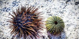 Marmara Denizi’nde deniz kestanesi avcılığına yasak geldi!