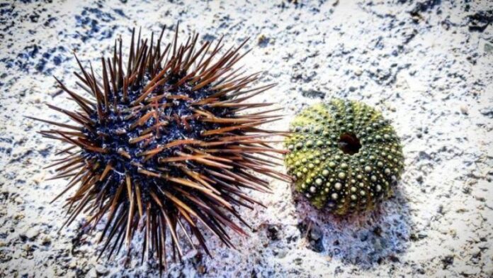 deniz-kestanesi-6440