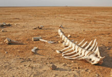 “Şu anda yaklaşık 1 milyon hayvan ve bitki türü yok olma tehlikesiyle karşı karşıya!”